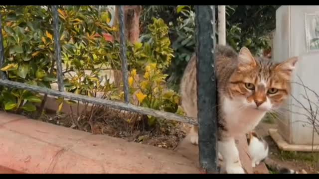 The most funny and cute desi cat funny moment...😺😺😺😘😘😘😚😚😚😆😆😆