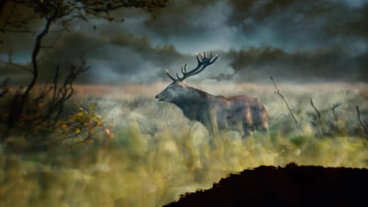 Wild red deer in the misty morning during rutting season. Pond Reflection