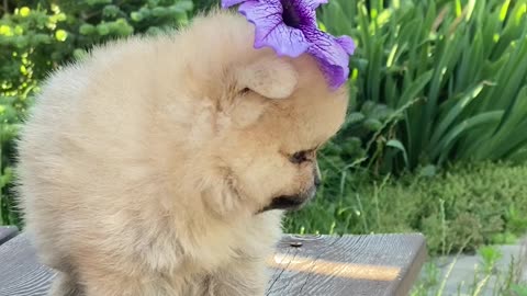 cute dog on top of a wooden table