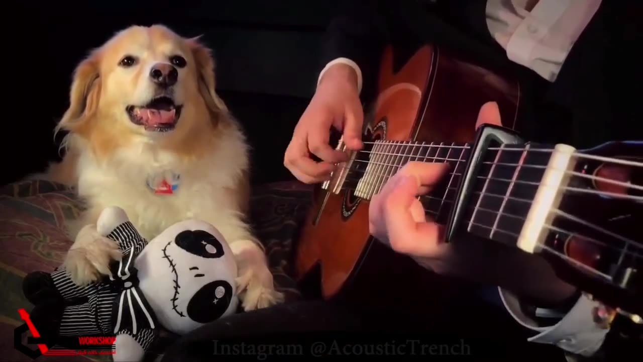 Guitar dog