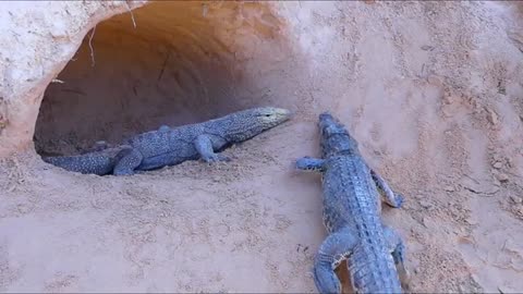 Crocodile atack komodo dragon