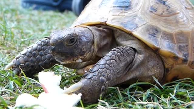A tutle trying apple for the first time