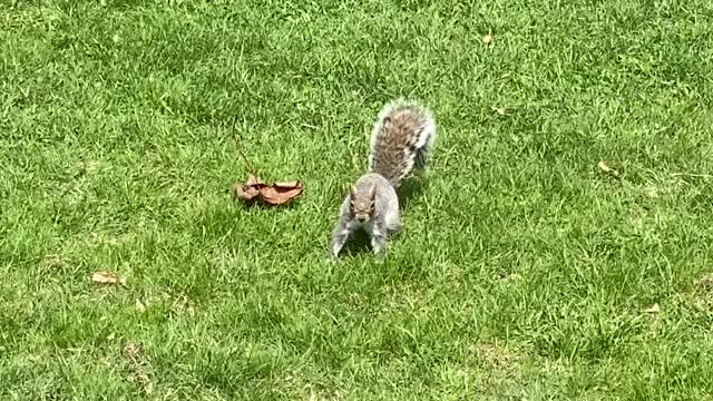 Curious Squirrel