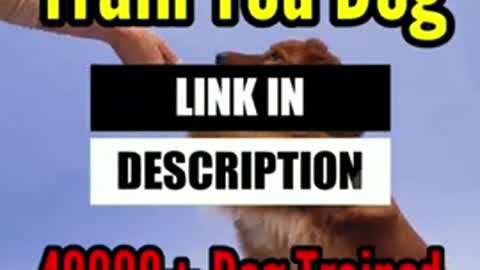 Funny dog video training#short