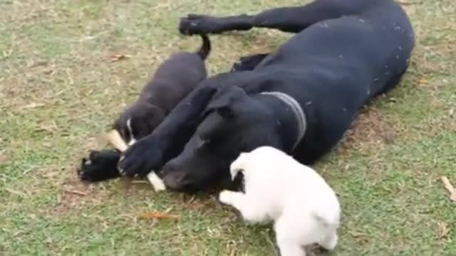 Cute and Funny Dog Video