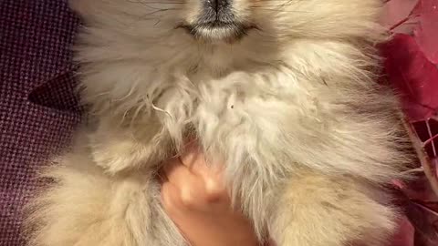pet