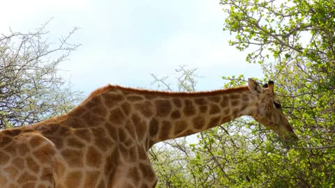 Thegiraffe Eating