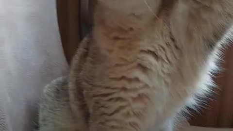 Cats when they find a new toy😂😊