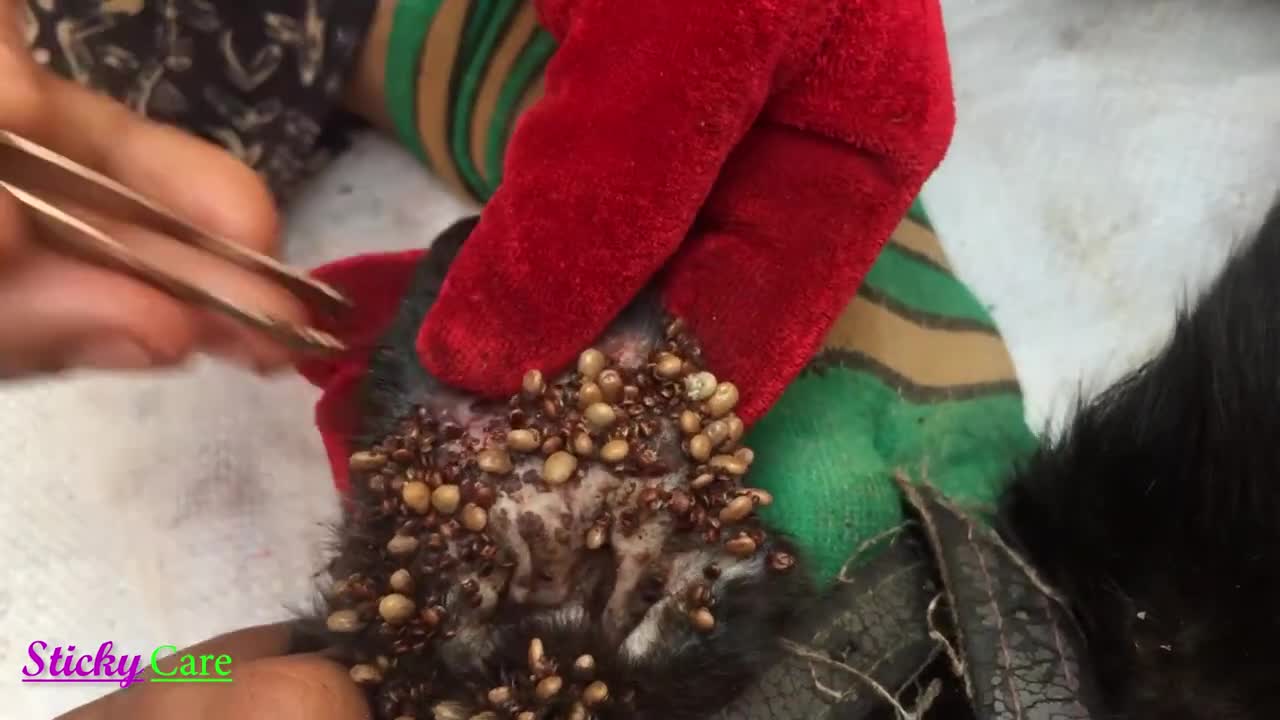 Remove all Thicks from Dog Ears Satisfying