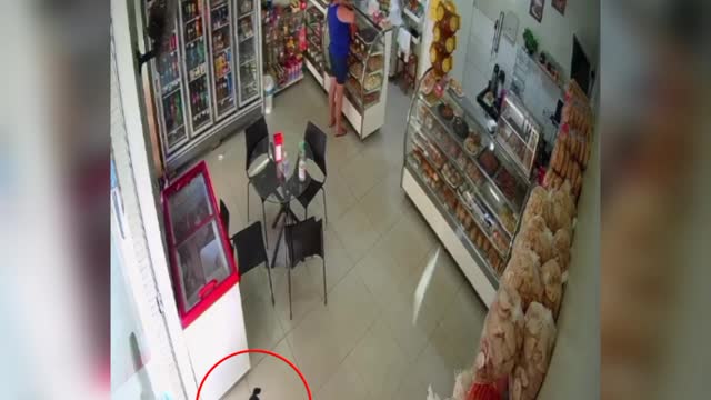 Incredible!!! street dog is caught stealing bread package at market