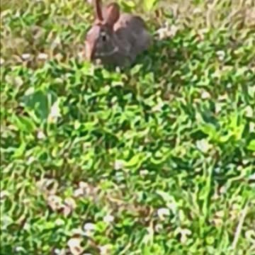Rabbit 🐇