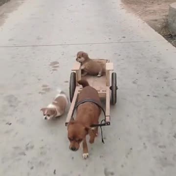 Funniest dog in the universe