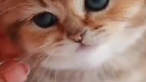 Cute Cat Funny Video shorts short