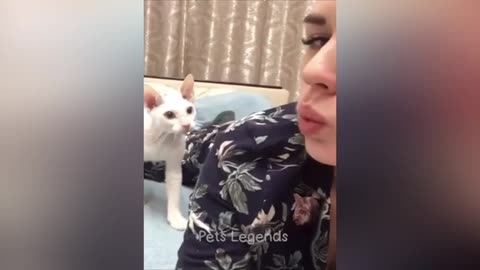 🐶🐶dog and😻🐈😻😻 cat funny scenes#trending#shots