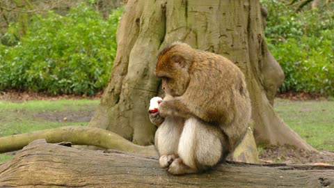 Watch a monkey eating apples