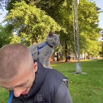 Mathilda loves it#britishshorthair