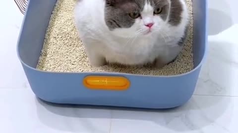 A silly little cat standing in a pile of cat food.