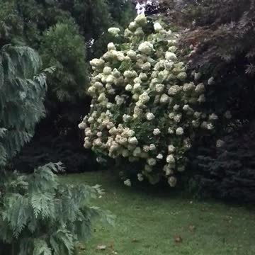 A beautiful plant for your landscape. limelight Hydrangea that is at Highland Hill Farm