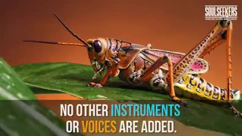 God's Cricket CHorus