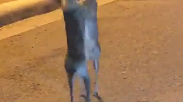 Rabbit fight in road at night