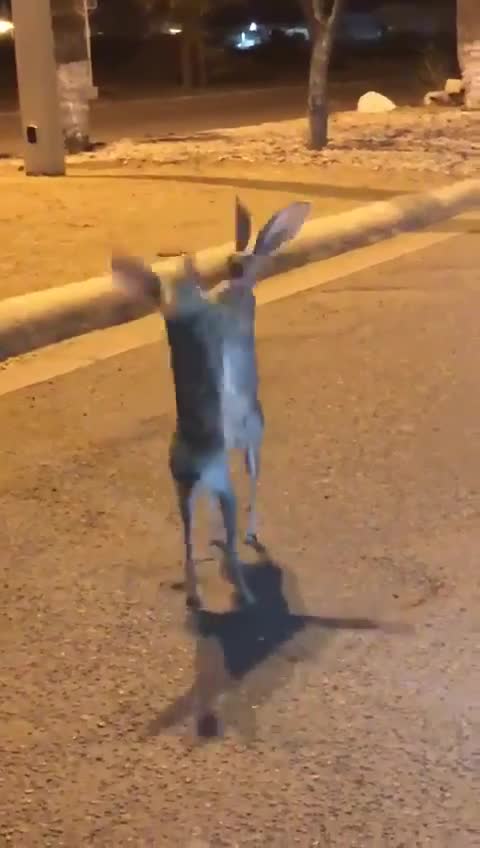Rabbit fight in road at night