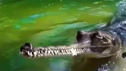 amazing crocodile video (best video-2021