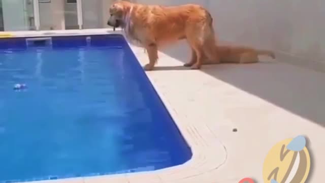 DOG'S Funny Video #FunnyDogsvideos