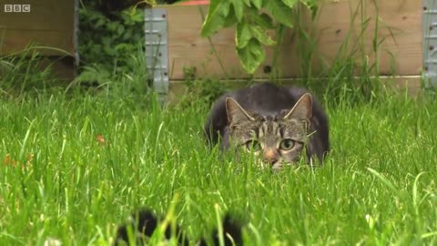 How Do Cats Use Their Whiskers? Slow-Motion | Cats Uncovered | BBC Earth