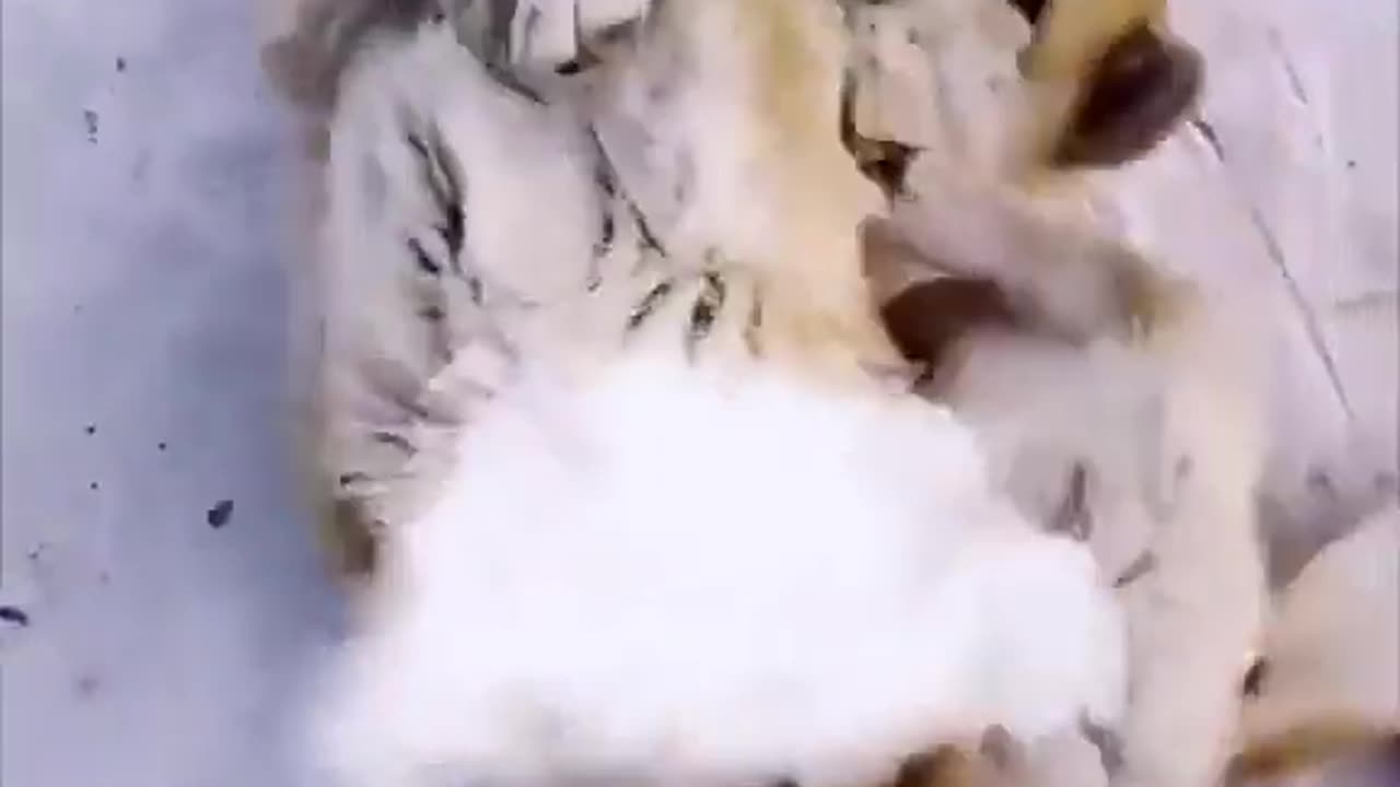 Funny animals video 😂🤣🤣🤣🤣😂