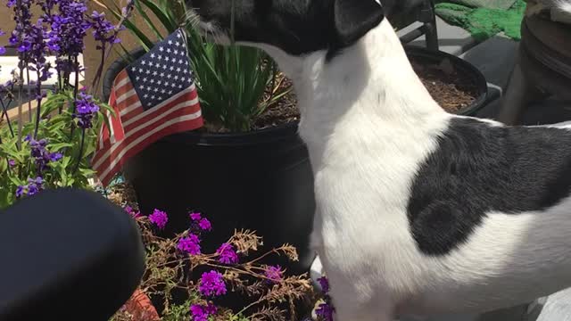 Patriotic Dog Takes Time to Salute Flag & Smell the Flowers