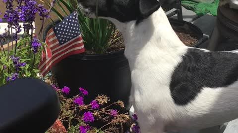 Patriotic Dog Takes Time to Salute Flag & Smell the Flowers