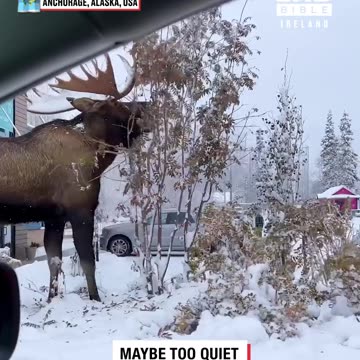 Mega Moose Munching