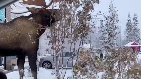 Mega Moose Munching