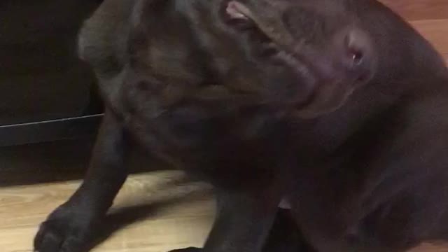 Sleepy chocolate lab wakes up from his deep nap