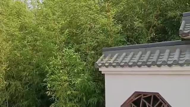 The green forest behind the sub-wall of the Jiangnan characteristic garden