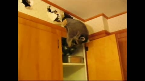 🔥FUNNY RACCOON VIDEOS🔥