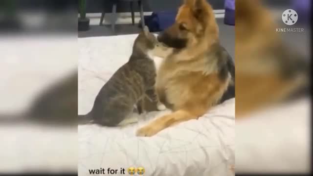 Baby cat fight with dog