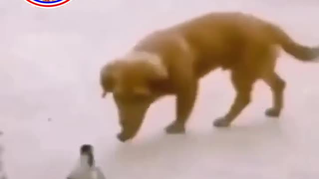 8 second funny animals