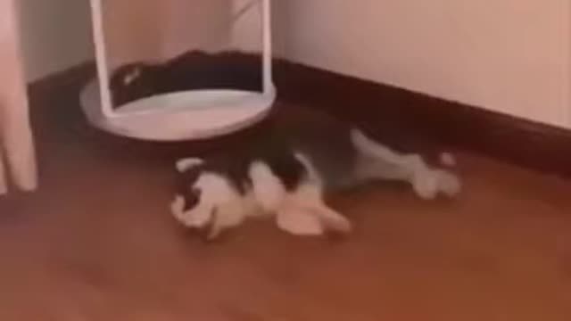 This husky puppy is TRAPPED, see what will happen to him...