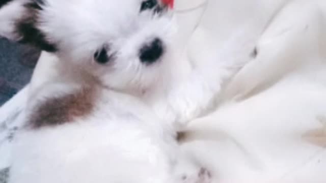 cute shitzu puppy