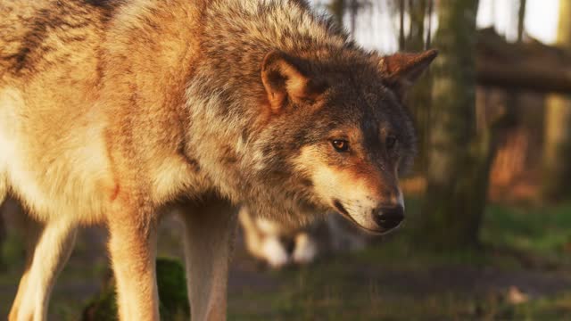 Wolf in nature short video