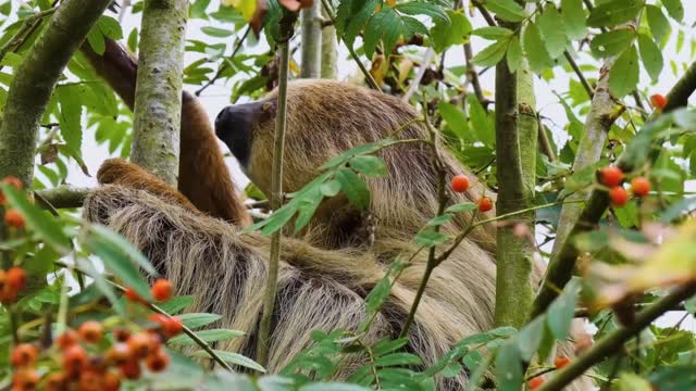 sloth eating，Mantis Shrimp and Wildebeest under the scorching sun