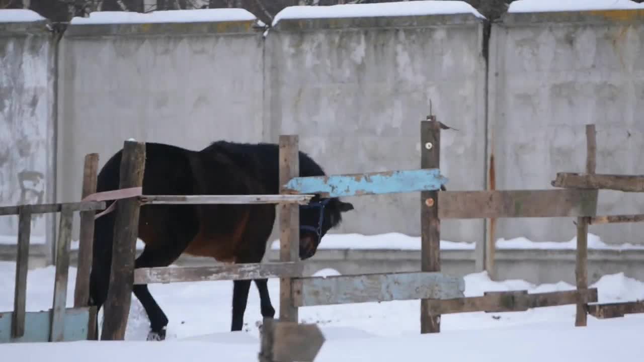 Brown horses galloping in an open paddock in winter