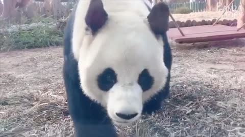 Funny Panda Moments.