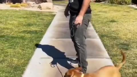 Dog training video of 🥰