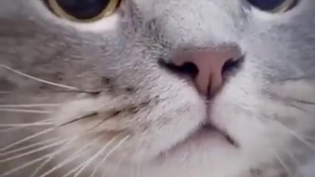 Funny Cat Video 😍🤣🤣 This Is So Cute