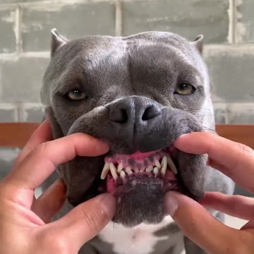 Nossa_Rotina_#americanbully_-__Cuidados_Especiais