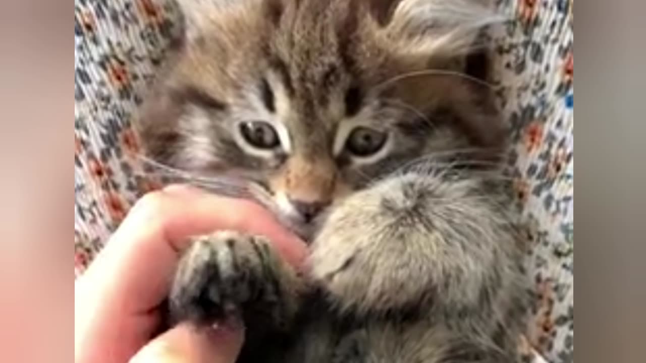 Funniest video, funniest cat,cute cat, beautiful cat,playing cat