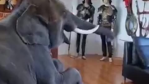 This Elephant is a Devotee #shorts #viral #shortsvideo #video