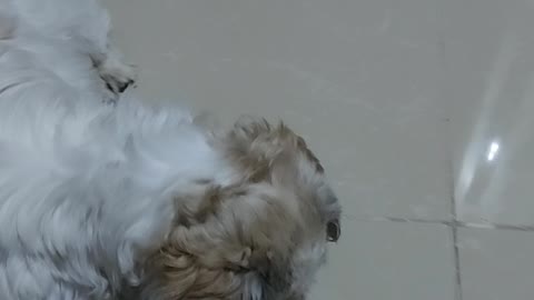 Hilarious Shih tzu : Cookie doesnt want her owner to ever touch the lizard she caught